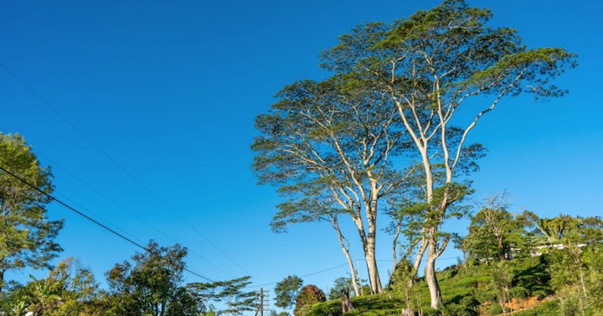 Themareizen in Sri Lanka: van ayurveda en curry tot je eigen edelsteen